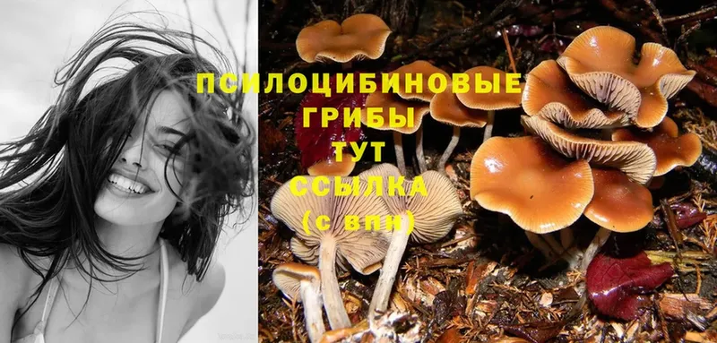 Псилоцибиновые грибы Cubensis  KRAKEN как войти  Гдов 